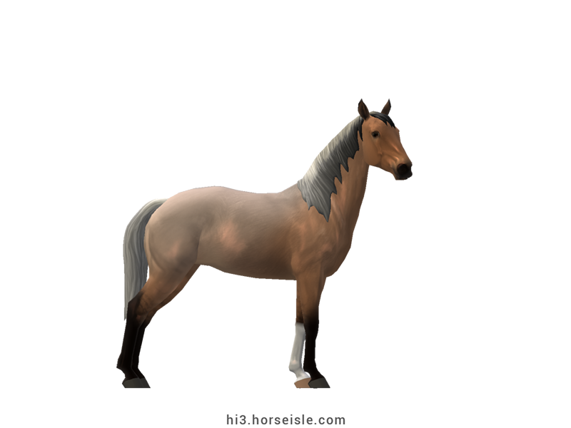 Spotted Saddle Horse - Solid Registry Dun Roan Coat